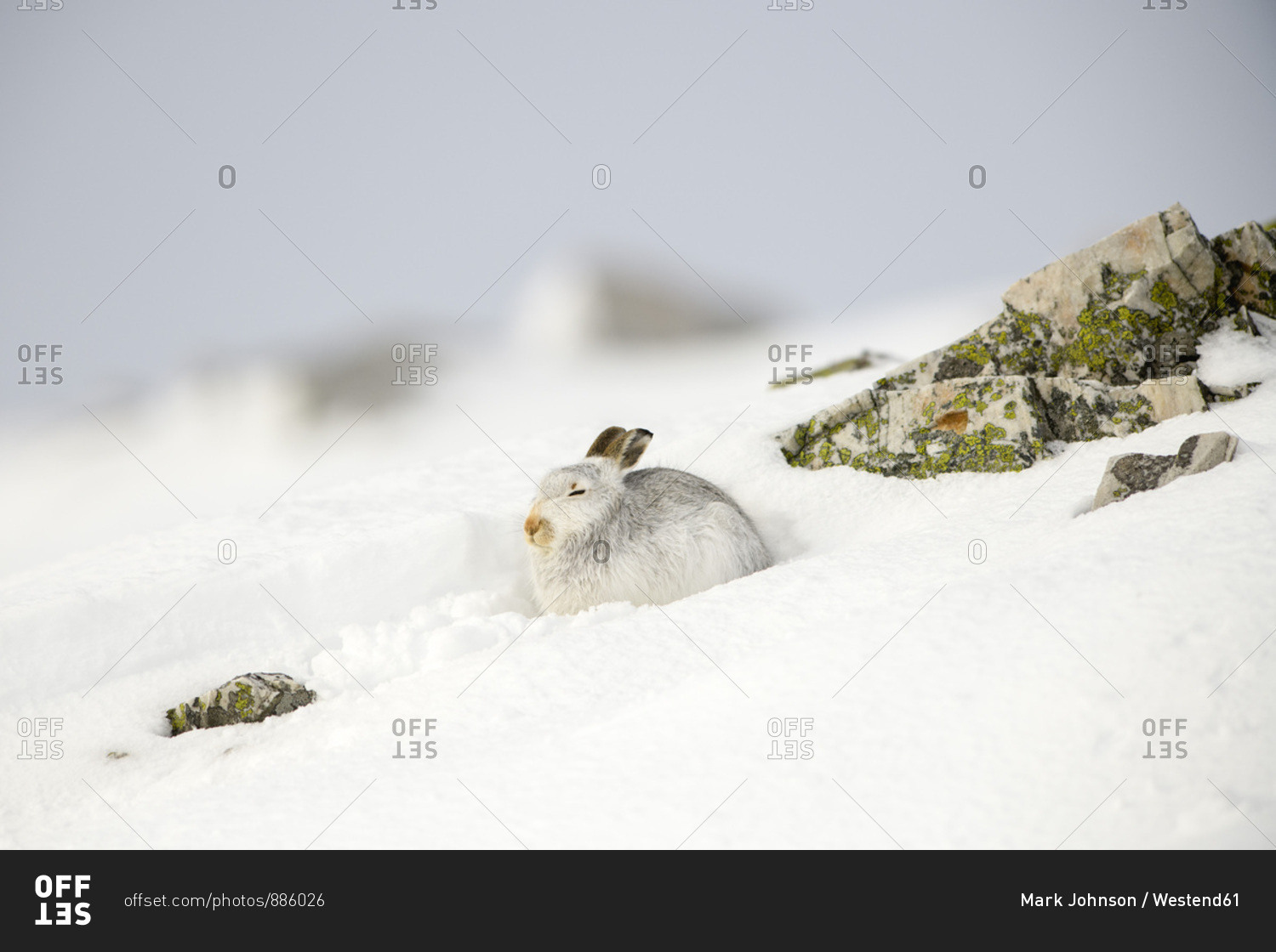 Mountain hare- Lepus timidus- in winter- Scotland