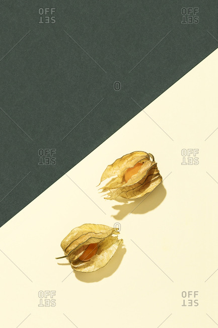 Composition with Physalis on green and cream yellow background