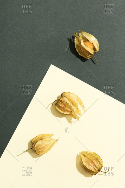 Composition with Physalis on green and cream yellow background