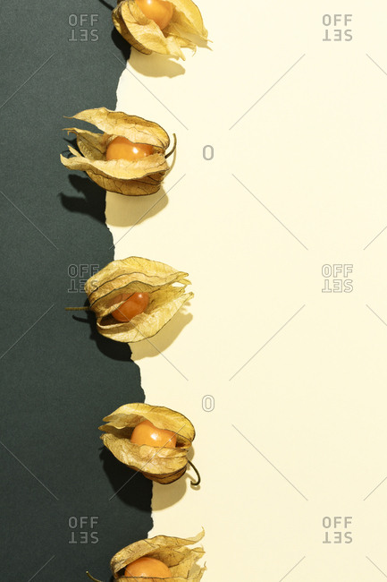 Composition with Physalis on green and cream yellow background