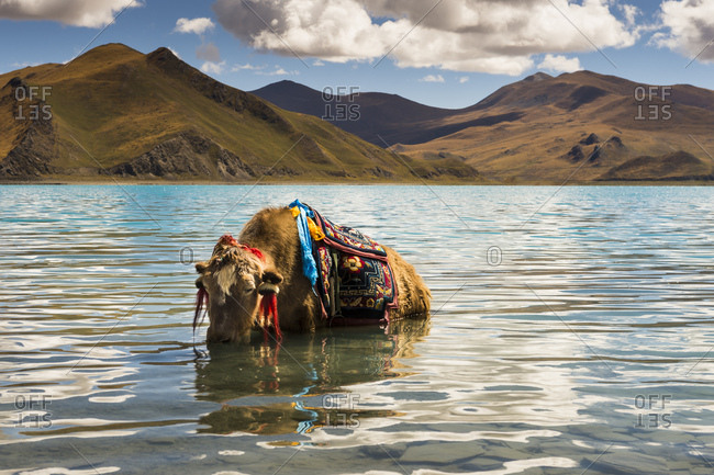 Tibet, yak on the Yamdrok Tso lake
