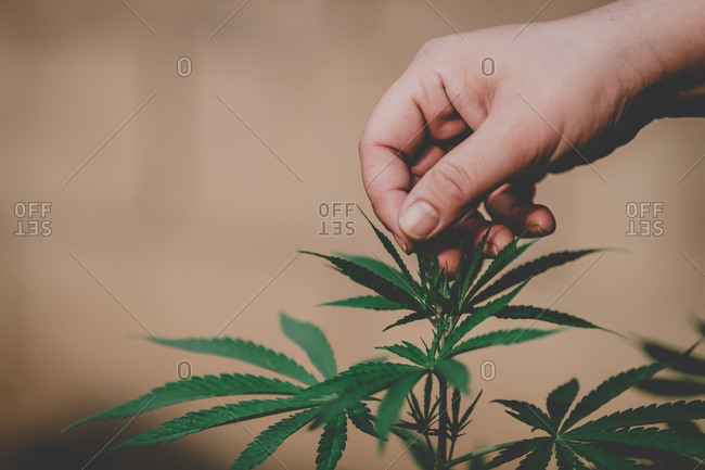 Farmers examine the growth of fresh marijuana for medical