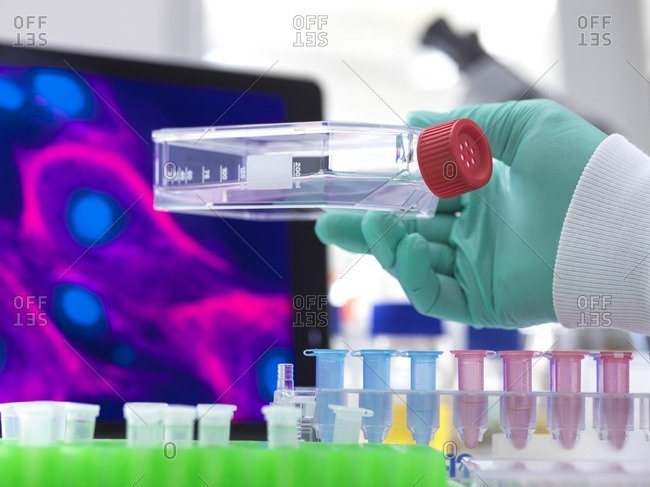 Researcher holding a flask containing cells cultivated in red growth medium. A micrograph of a cell is on the monitor in the background.