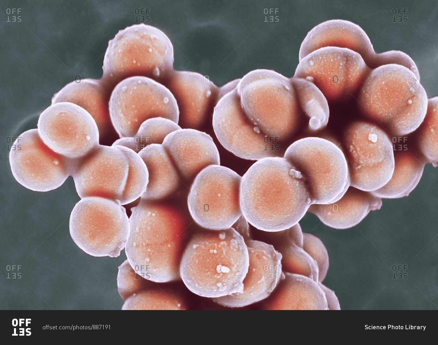 Staphylococcus Aureus Mrsa Coccoid Bacteria Colored Scanning Electron Micrograph Sem Group 5503