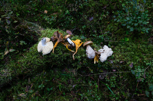 Variety of mushrooms on green mossy forest ground