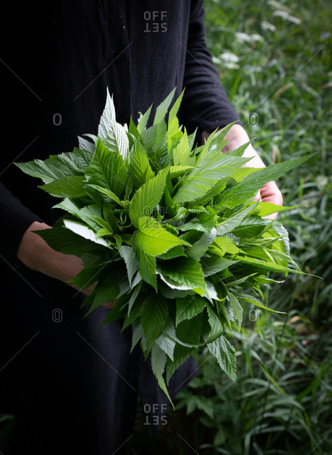 Person holding a bouquet of fresh picked leaves