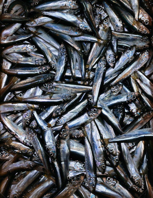 Full frame shot of raw sardines