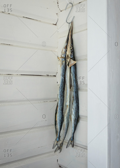 Swordfish, also known as broadbills