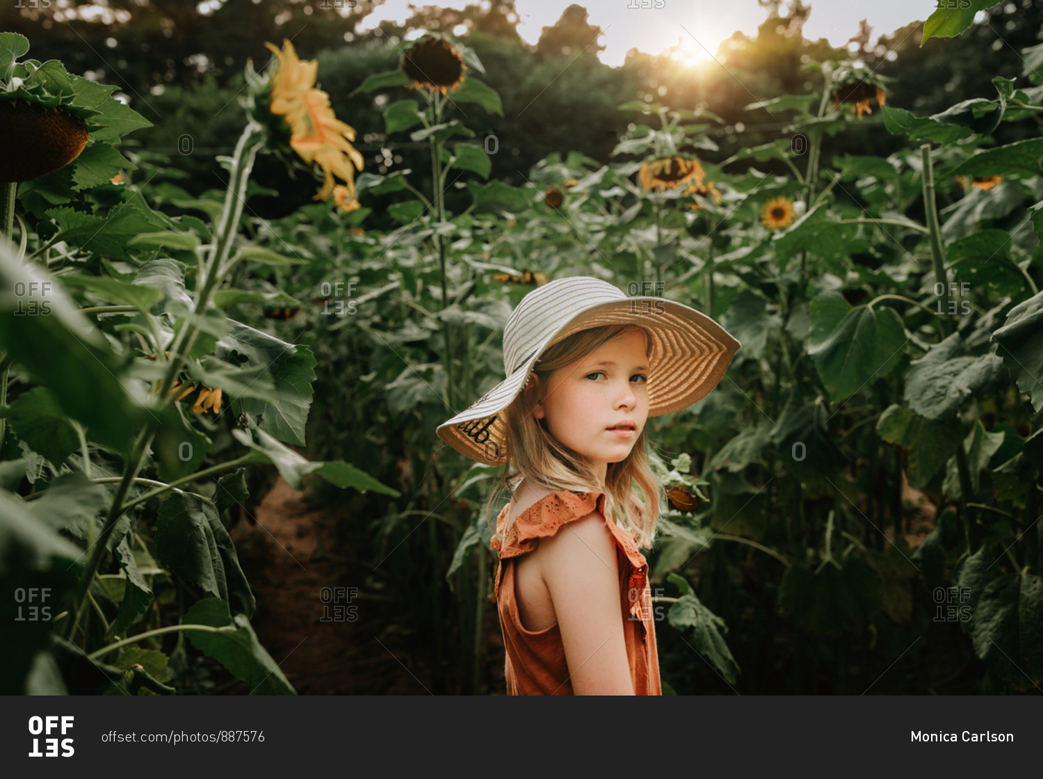 Young girl walking in a sunflower field