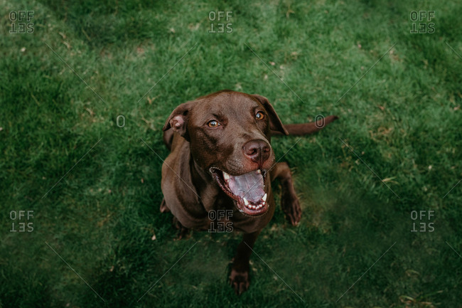 Portrait of a happy brown dog