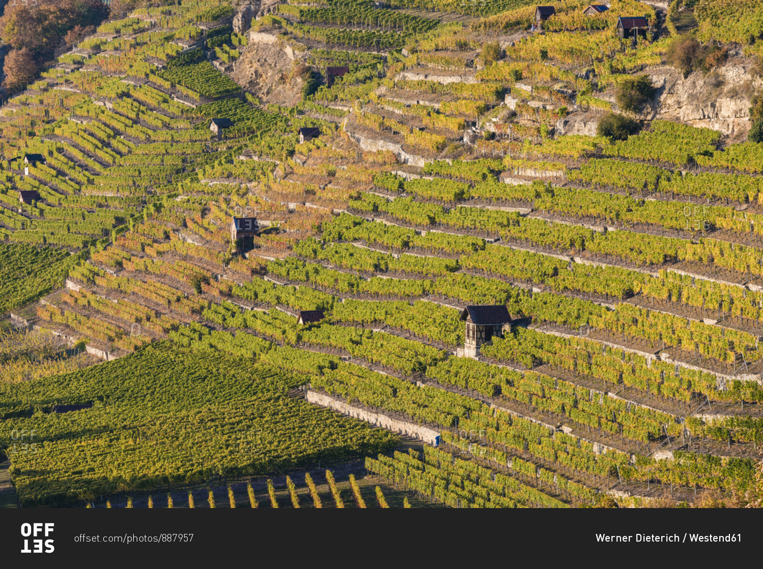 Scenic view of vineyard- Stuttgart- Baden-Wurttemberg- Germany