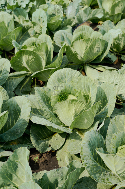 Cabbage field on an organic farm