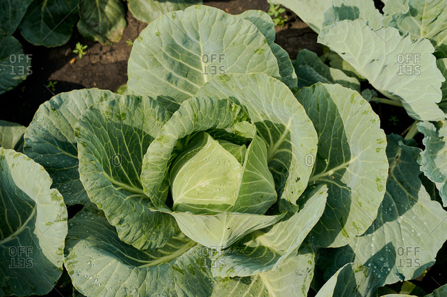 Close up of cabbage on an organic farm