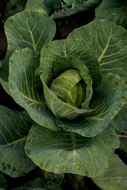 Close up of cabbage on an organic farm