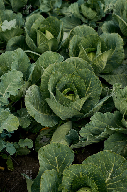 Close up of cabbages on an organic farm