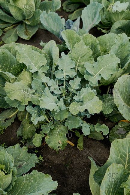 Close up of cabbage leaves on an organic farm