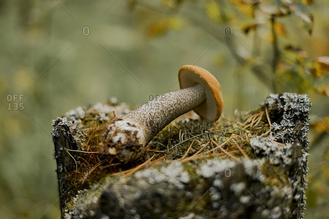 Boletus mushroom lies on tree needles and bark in forest