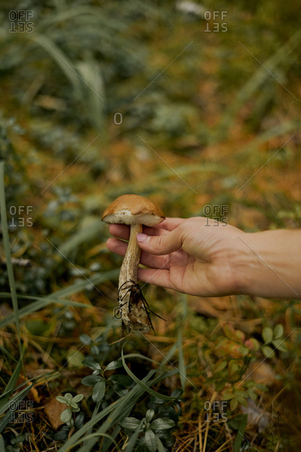 A woman holds a mushroom in her hand