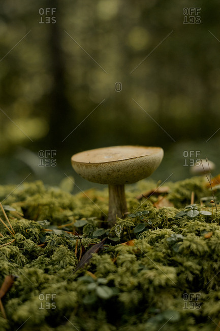 Mushroom growing amongst moss - Offset