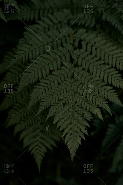 Fern and its leaves on a dark background in the wild forest