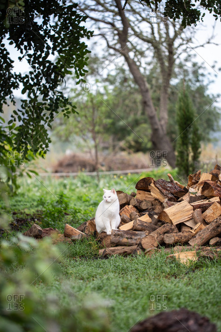White fluffy cut sitting on a pile of firewood