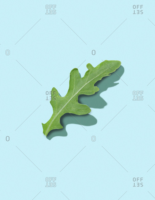 Studio photography of arugula leaf on light aqua background.