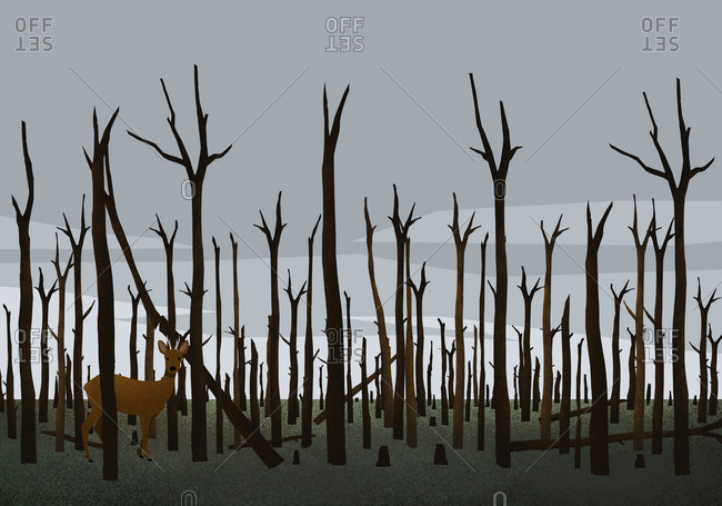 Deer standing among burned trees in woods after forest fire