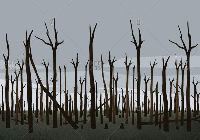 Burned trees in woods after forest fire