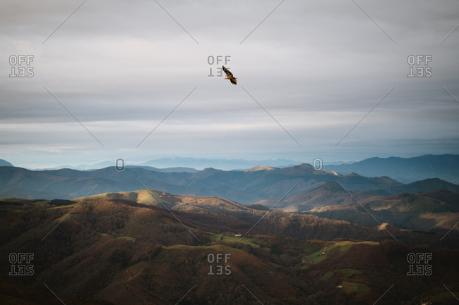 A griffon vulture flying above the Basque Country mountains searching for food