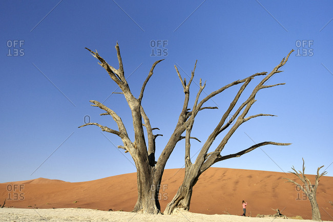 Dead trees in Deadvlei- Sossusvlei- Namib desert- Namibia