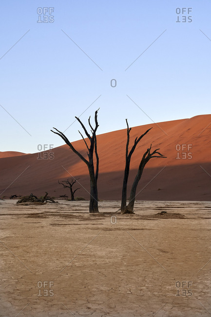 Dead trees and dunes in Deadvlei- Sossusvlei- Namib desert- Namibia