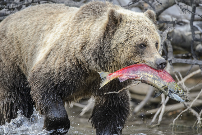 Grizzly bear (Ursus arctos) walking with sockeye salmon in Chilcotin Wilderness, BC Interior, Canada