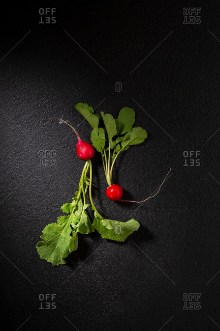Two fresh radishes on dark background