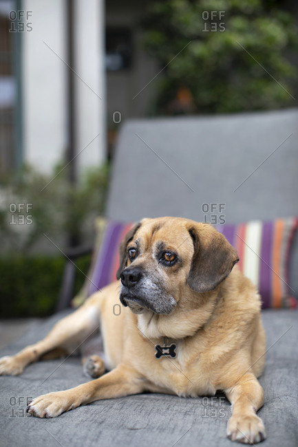 Senior puggle dog relaxing on patio furniture