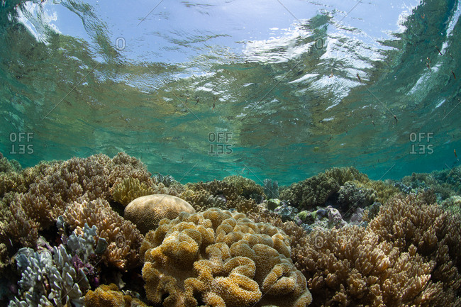 Scenic view of a coral reef in Wakatobi Marine National Park, Indonesia