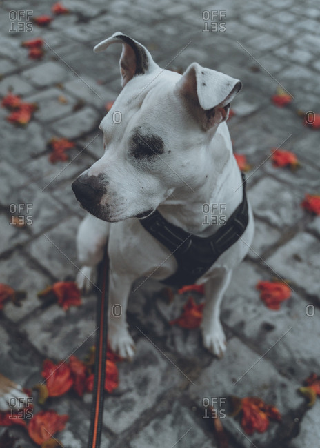 From above of purebred Staffordshire dog in harness with leash spending time sitting on ground in street in fall looking away