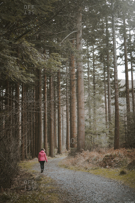 Back view of anonymous woman traveler in warm jacket walking on forest while visiting Tollymore Forest Park in Northern Ireland in spring day
