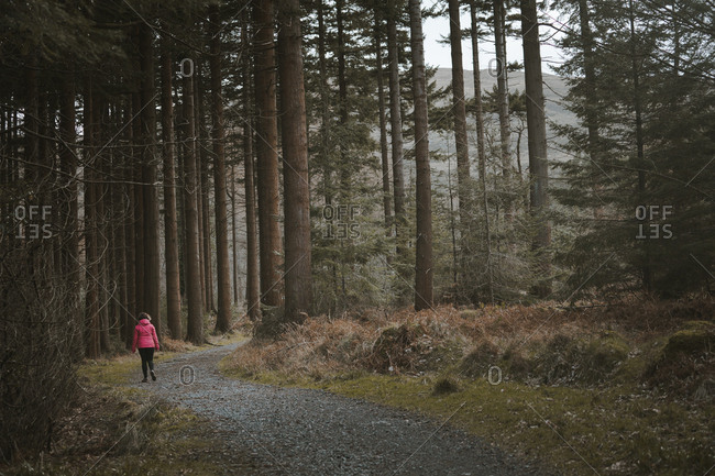 Back view of anonymous woman traveler in warm jacket walking on forest while visiting Tollymore Forest Park in Northern Ireland in spring day