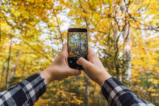 From below of crop hands in plaid shirt taking photo of autumn trees on mobile phone with woods on blurred background