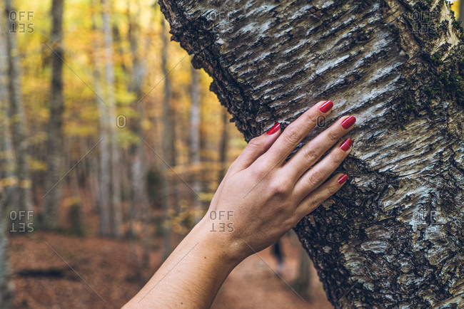 Crop tender female hand with red nails touching rough barque of tree with golden autumn forest on blurred background
