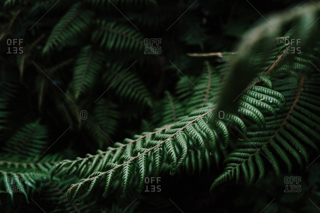 Beautiful background with young green fern leaves in tropical forest in New Zealand