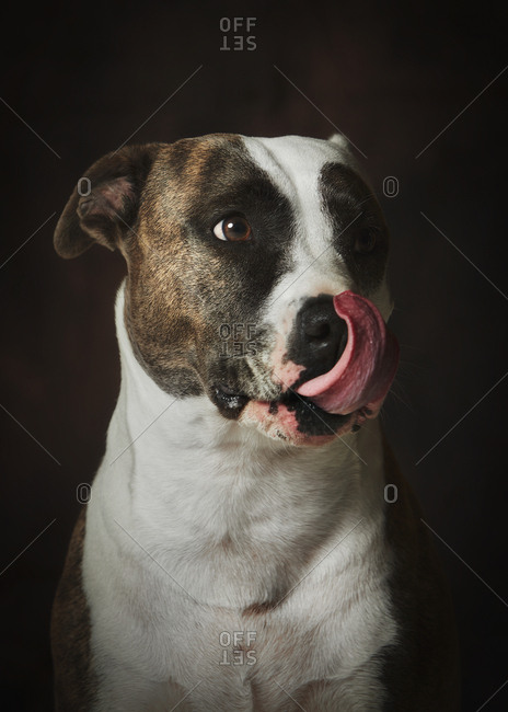 Strong attentive spotted Amstaff dog