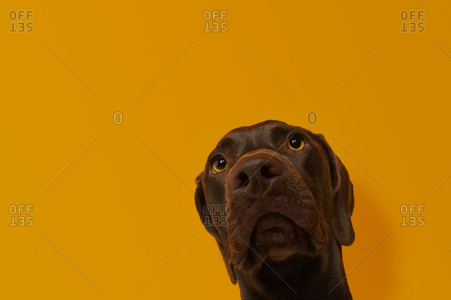 Calm attentive brown Vizsla dog