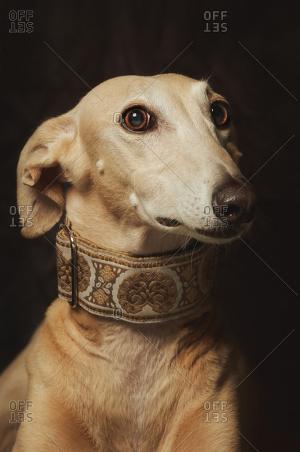 Alert attentive brown Sighthounds dog