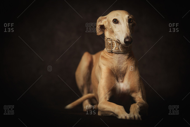 Alert attentive brown Sighthounds dog