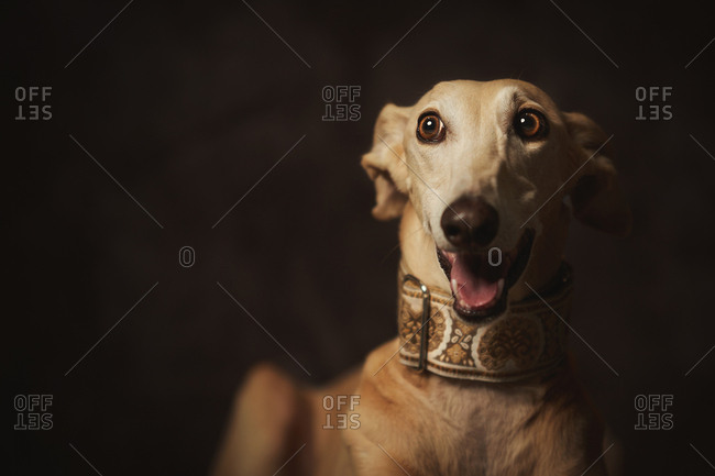 Obedient brown Longdog with mouth open in trendy wide collar looking away with surprise against dark blurred wall in studio