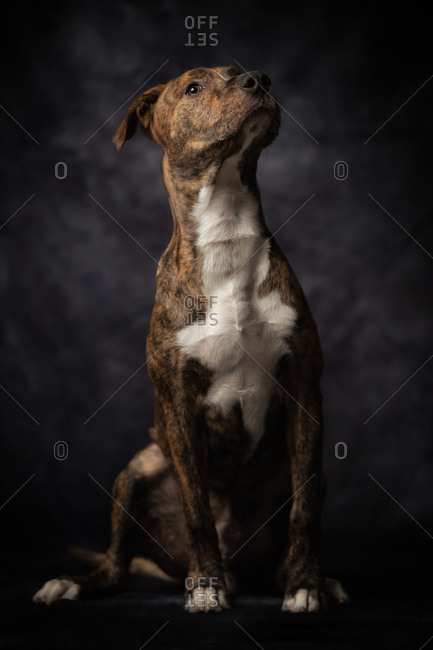 Calm dappled Staffordshire Terrier dog with brown and white fur sitting with proud posture and looking away against dark gray wall in studio