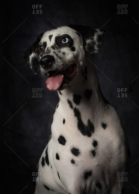 Obedient black and white spotted Dalmatian dog with mouth open and sticking out tongue looking away with curiosity against dark gray wall in studio
