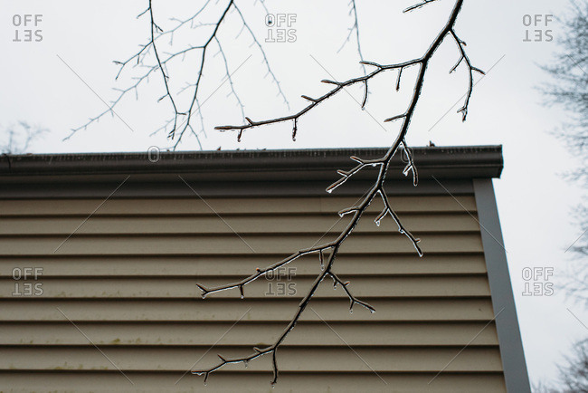 Icicles and frozen branches in winter in Connecticut