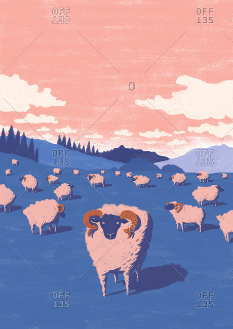 Field of rams and sheep at dusk